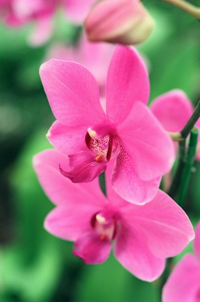 千子莲:每个紫色花苞都会开出小花,花全开时就像一颗紫色彩球一样.